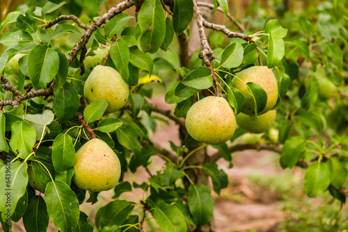 Growing organic pears in the garden. Pear season. Harvesting pears in autumn.