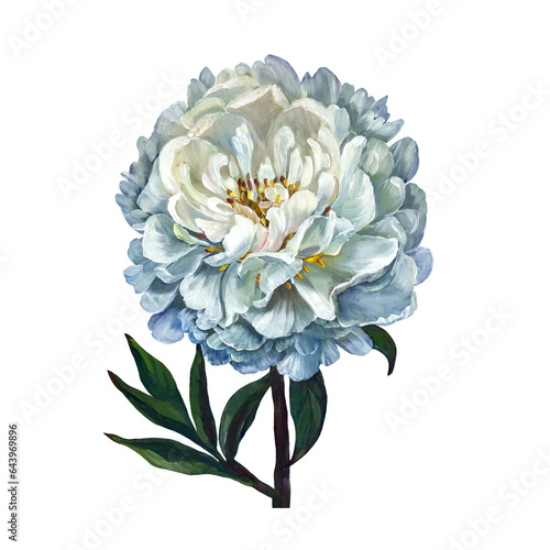 White peony oil. Isolated on a white background