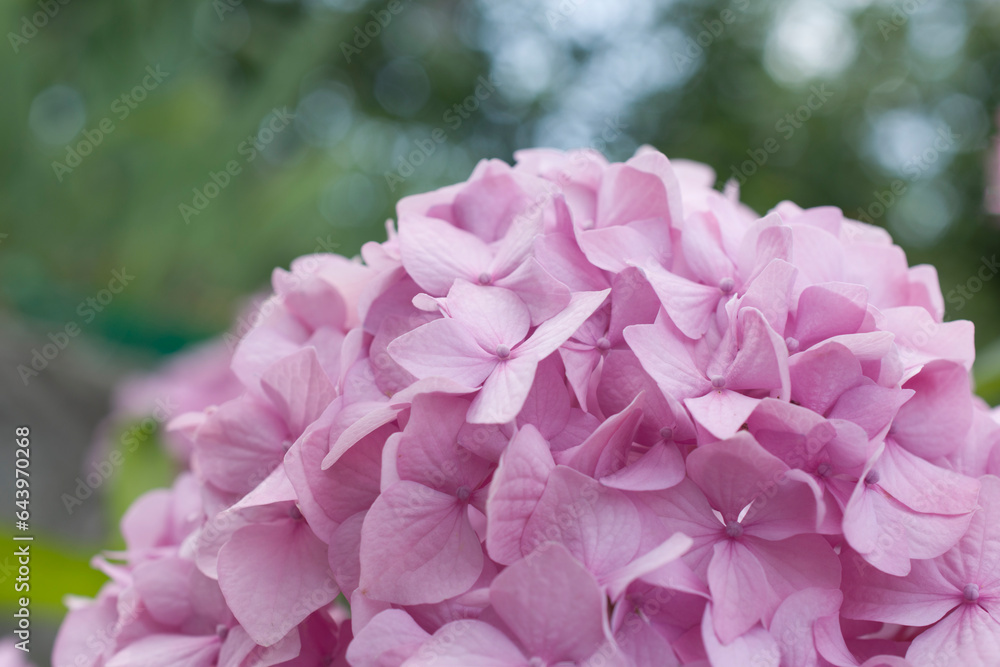 Obraz premium Close up of pink garden hydrangea flowers.