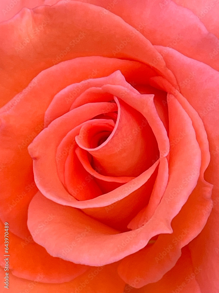 Orange rose closeup Orange rose closeup