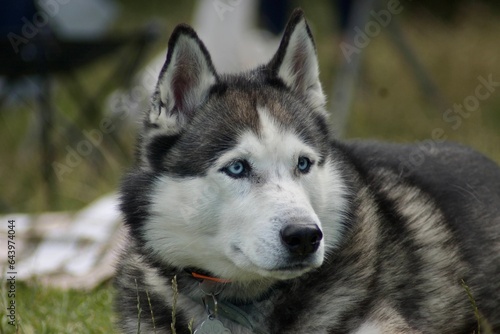 A handsome, adult husky dog ​​is walking in nature. Gentle blue eyes.