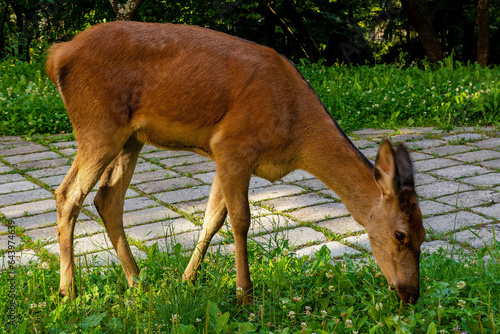 Obraz na płótnie Roe deer on the grass (Szczawnica, Poland) w salonie