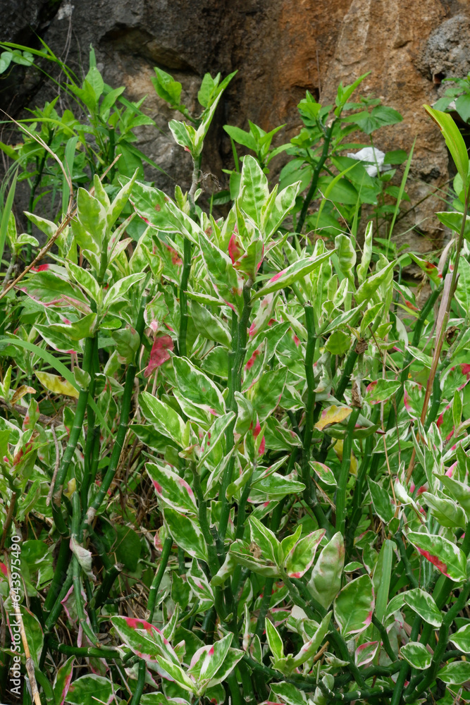 Zig-Zag Plant - Pedilanthus Tithymaloides grow naturally.