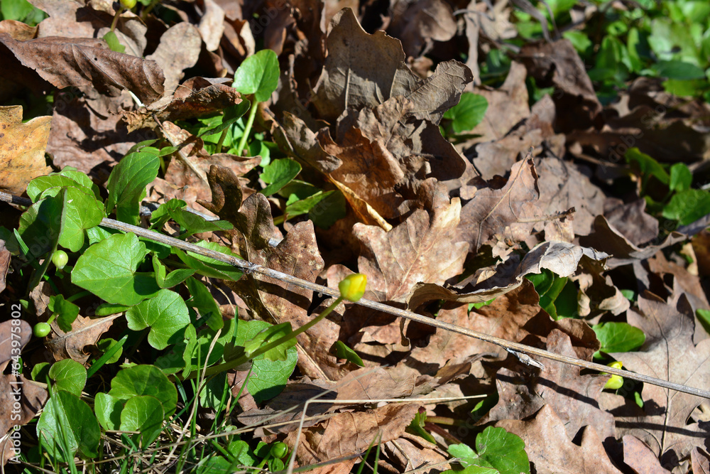 dry leaves on the ground with green plant in sunny day dry leaves on the ground with green plant in sunny day