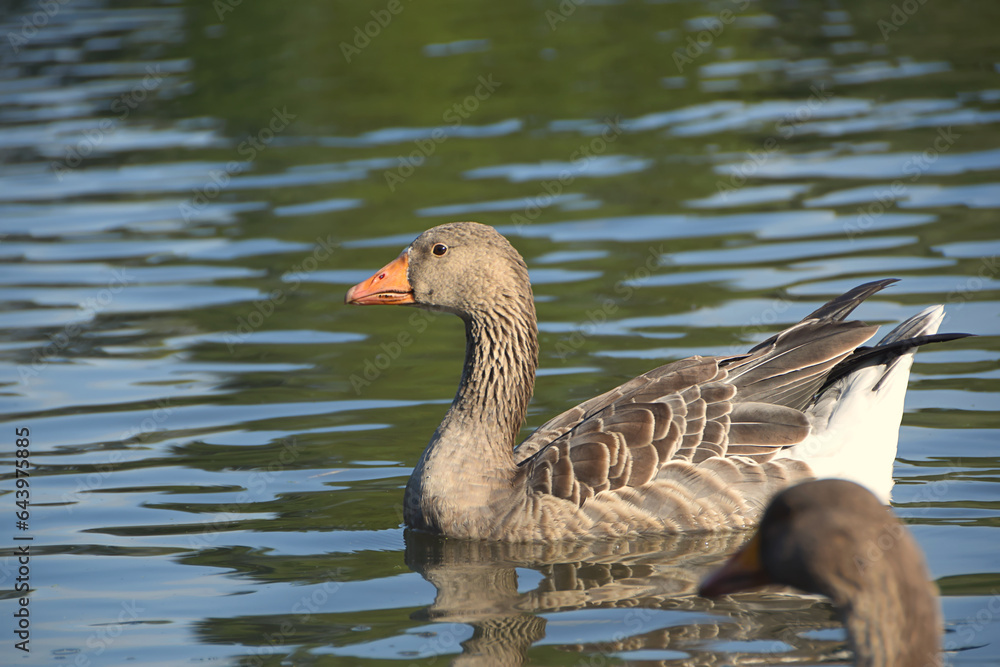 goose in the lake