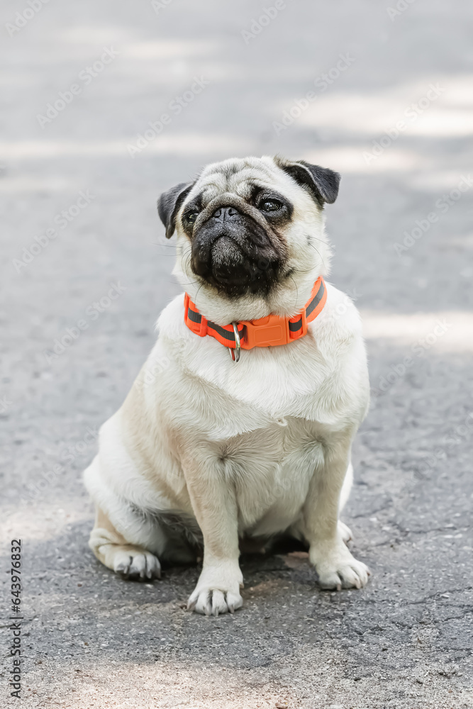 Fototapeta premium Cute pug dog portrait on a gray asphalt background. Selective focus