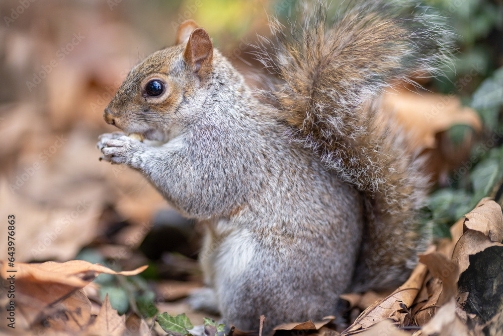 close up of a grey squirrel eating a nut close up of a grey squirrel eating a nut