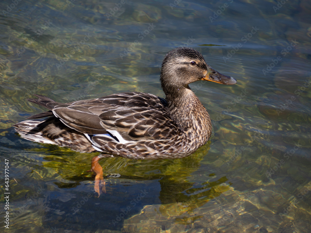 Obraz premium duck on the lake