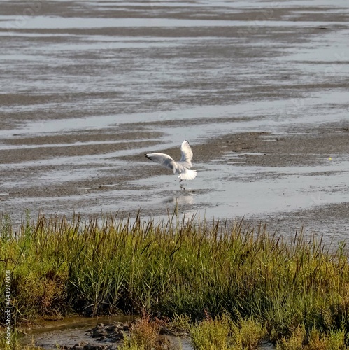 Une mouette atterrissant dans la baie mar  cageuse