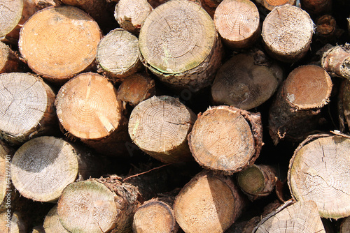 The End View of a Pile of Wooden Forestry Logs.