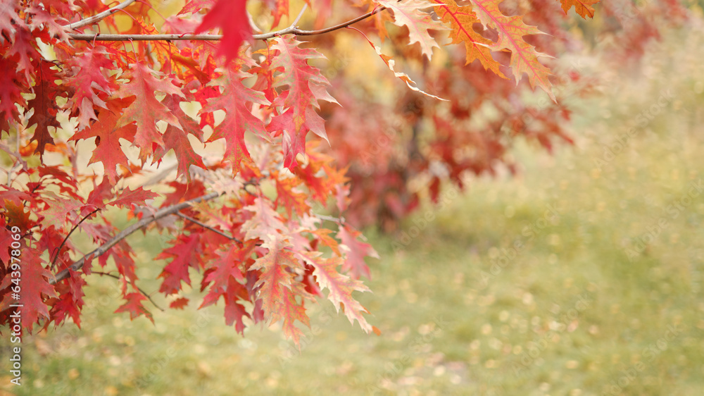 Autumn background. Red oak leaves, beautiful park in autumn. Autumn background. Red oak leaves, beautiful park in autumn.
