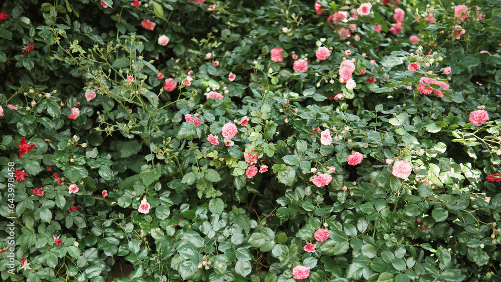 Dense thickets of rose bushes in the garden. Blooming pink roses.