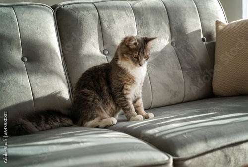 Cute fluffy gray white tabby cat sitting on a gray sofa, pet portrait in the interior © olezzo