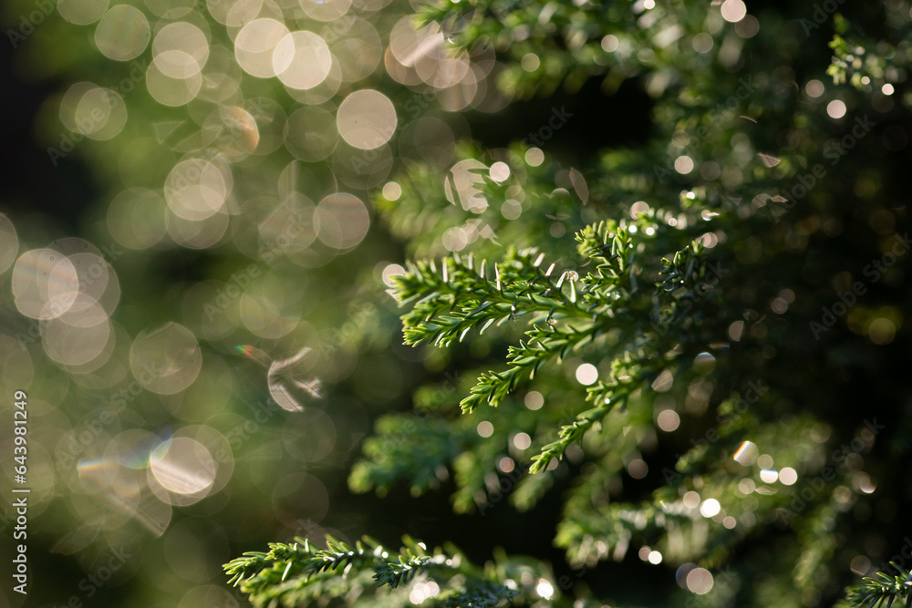 green fir branches and golden bokeh light
