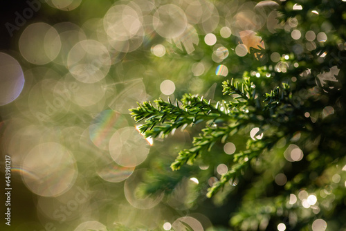 green fir branches and golden bokeh light