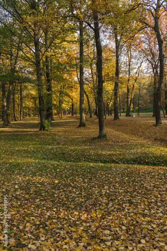 autumn forest in Peterhof view