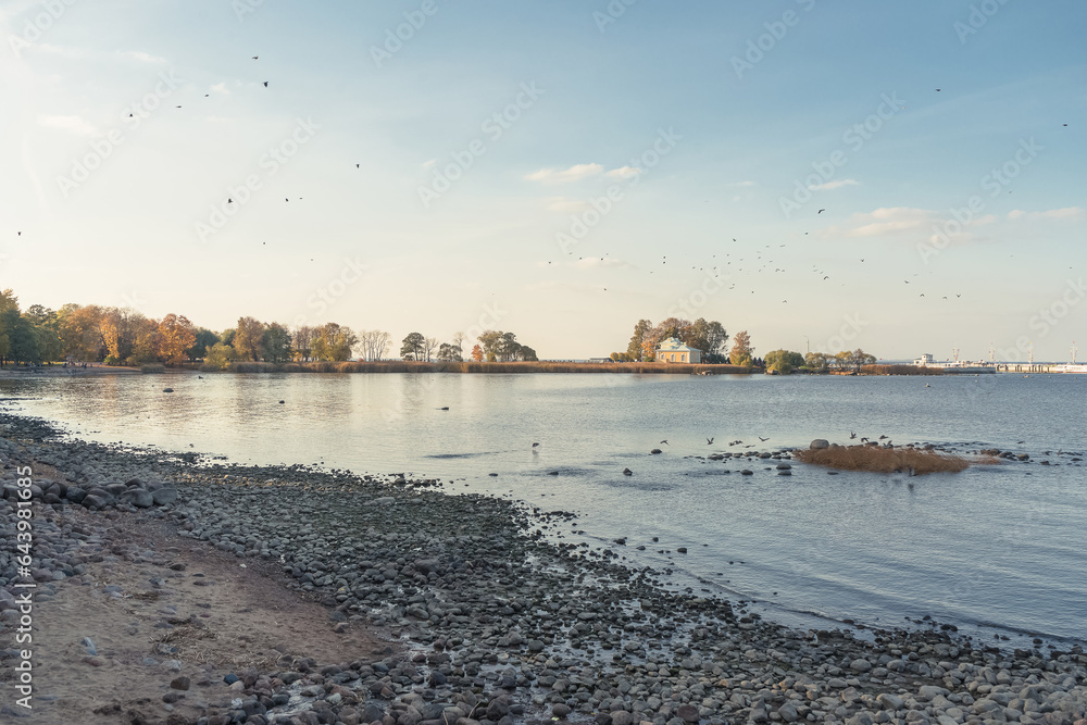 autumn scenery at Peterhof shore with flying birds