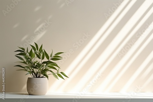 home plant in the pot on the wall background with sunlights from the window