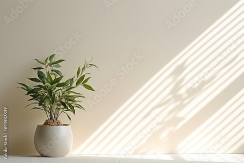 home plant in the pot on the wall background with sunlights from the window