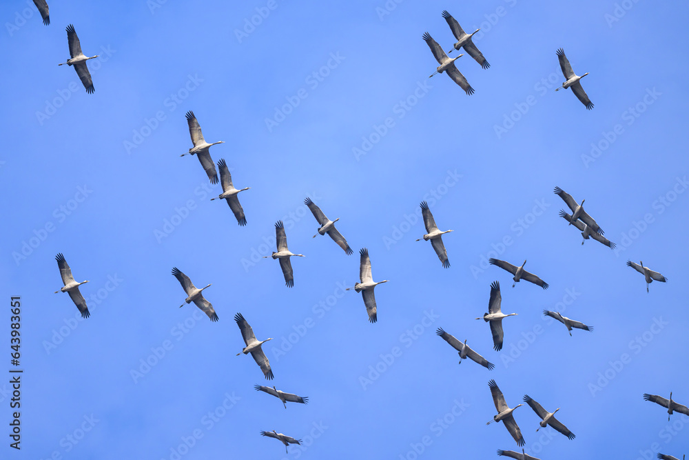 Obraz premium A group of Common Cranes flying blue sky