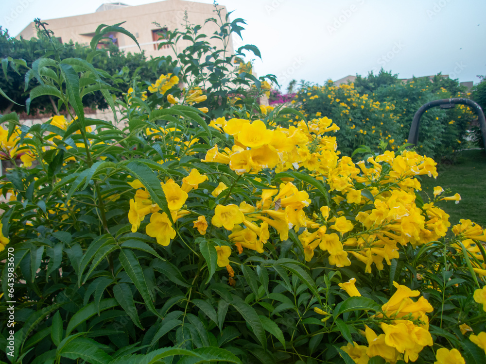 Obraz premium Beautiful view of the Egyptian hotel with palm trees, flowers and a swimming pool