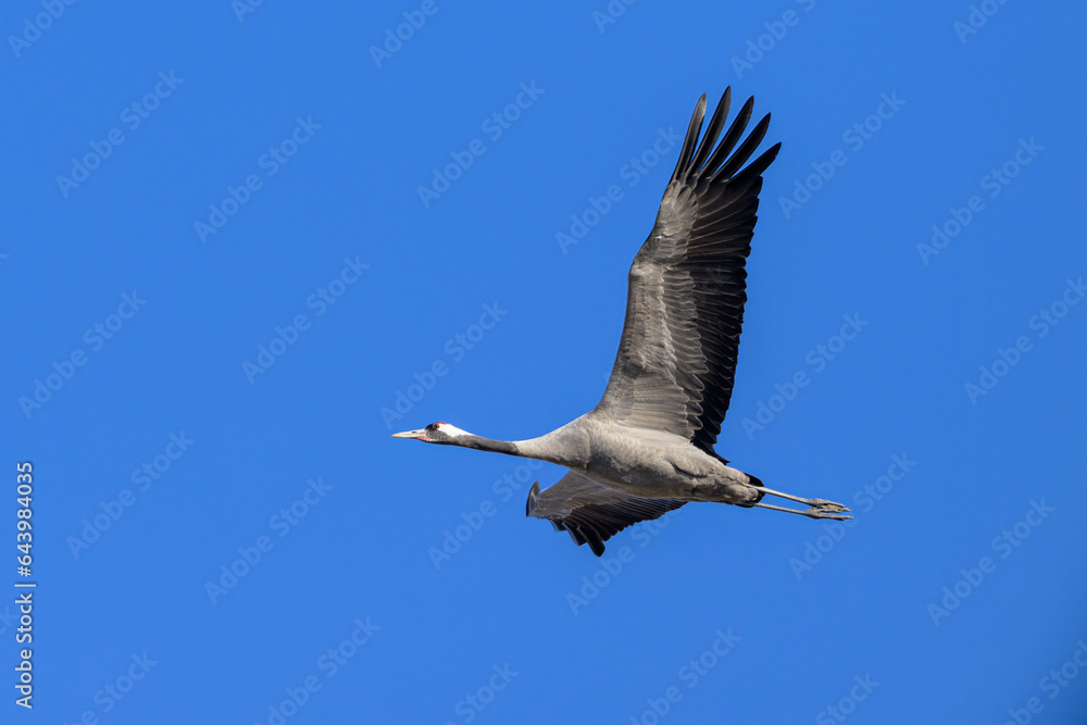 Obraz premium A Common Crane flying in front of blue sky
