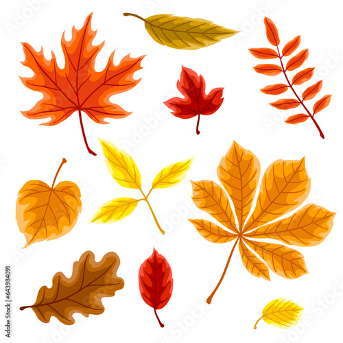Set of autumn leaves. Illustration of various foliage.