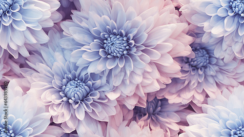 delicate light background flowers blue and white chrysanthemums, abstract realistic flower petals, soft color pastel © kichigin19