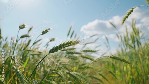 Ecologically clean wheat. Grow food. Field of ripening wheat against blue sky. Spikelets of green wheat with grain are swaying in wind. Grain harvest ripens in summer. Agricultural business concept