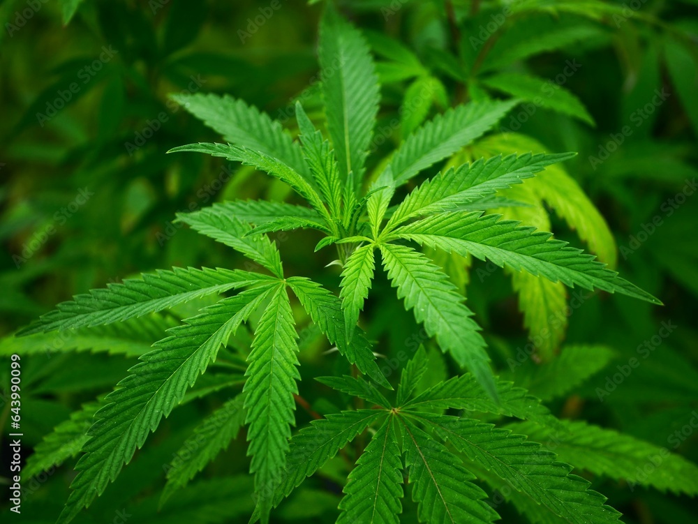 cannabis leaf texture cannabis leaf texture