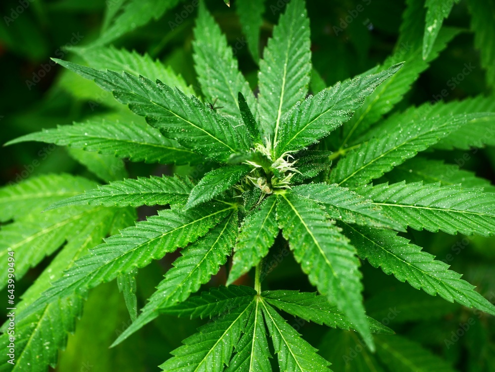 Cannabis Texture Marijuana Leaf background Cannabis Texture Marijuana Leaf background