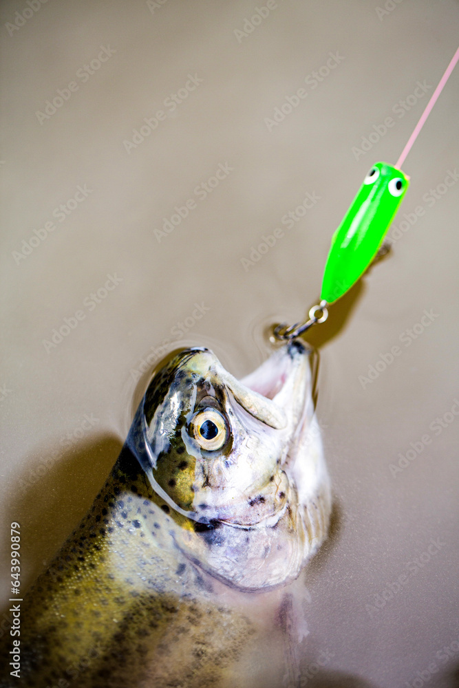 Brook trout. A close up rainbow trouts. Still water trout fishing