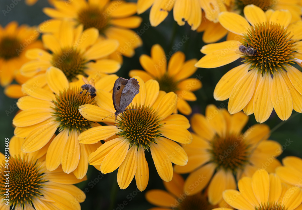 Flowers of Echinacea - an herb stimulating the immune system Flowers of Echinacea - an herb stimulating the immune system