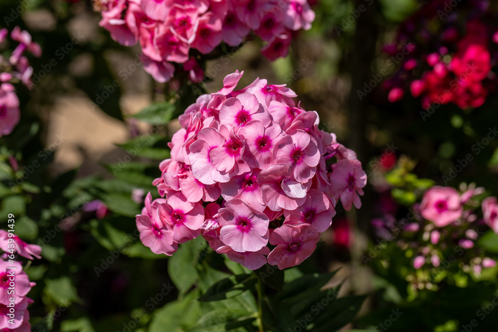 Flowering branch of pink phlox in the garden Flowering branch of pink phlox in the garden