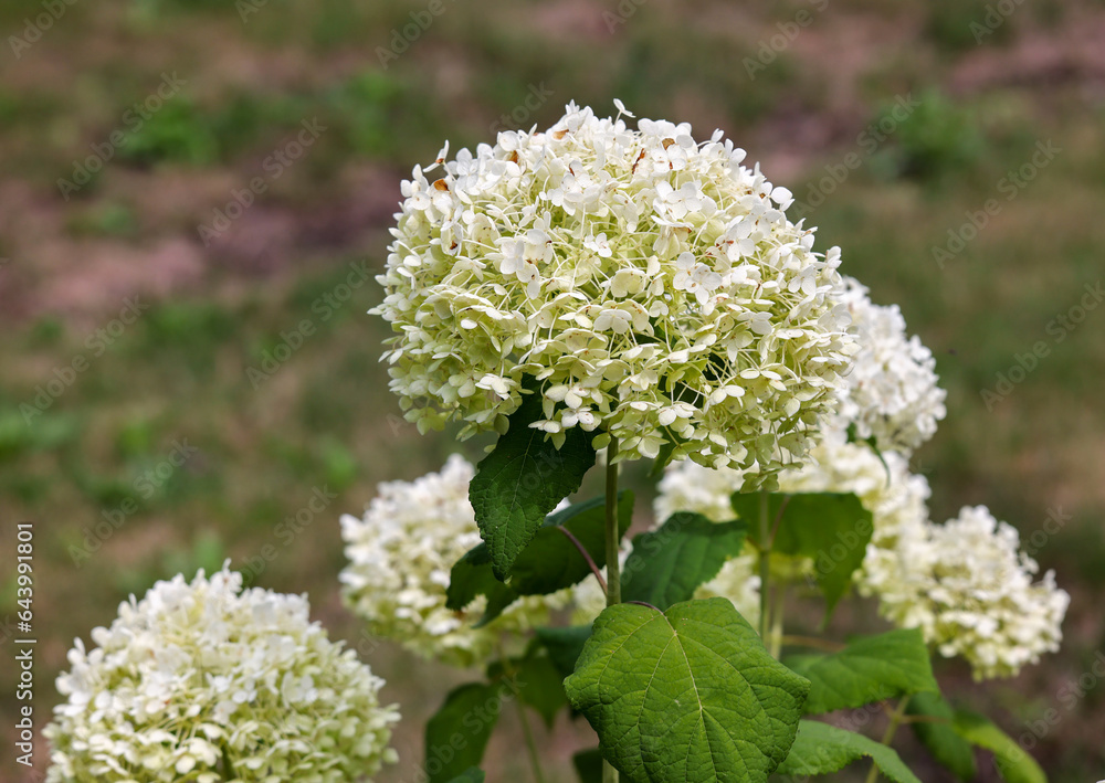 closeup of a beautiful white hydrangea in garden closeup of a beautiful white hydrangea in garden