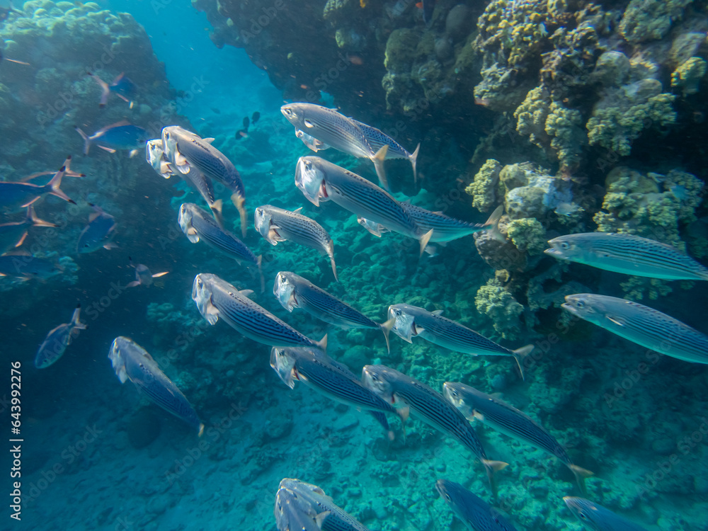 Fototapeta premium Flock of fish in the expanse of a coral reef in the Red Sea