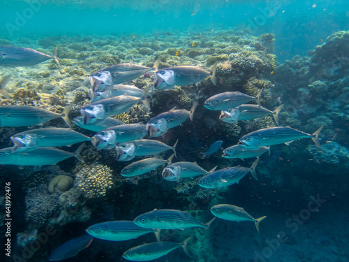 Flock of fish in the expanse of a coral reef in the Red Sea