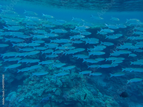 Flock of fish in the expanse of a coral reef in the Red Sea