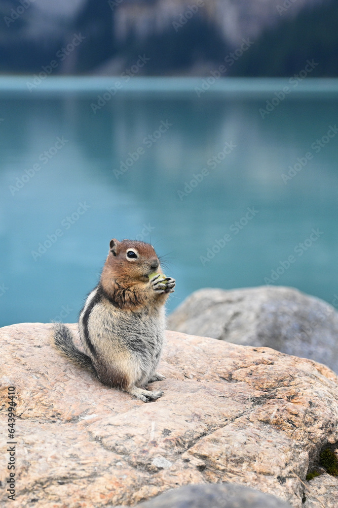 A chipmunk near Lake Louise. Canadian wildlife A chipmunk near Lake Louise. Canadian wildlife