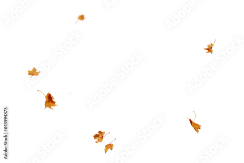 Autumn leaf border. Wave of falling leaves. Leaf fall flying png. Autumn leaves. Leaves in the wind. golden orange brown colour of maple tree leaves in autumn