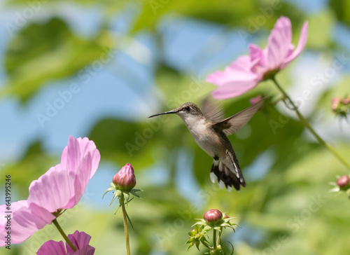 Ruby Throated Hummingbird and Pink Flowers