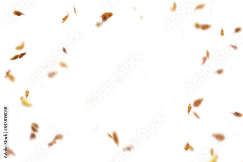 Autumn leaf border. Wave of falling leaves. Leaf fall flying png.  Autumn  leaves. Leaves in the wind. golden orange brown colour of maple tree leaves in autumn © Daria