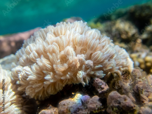 Extraordinarily beautiful corals in the coral reef of the Red Sea