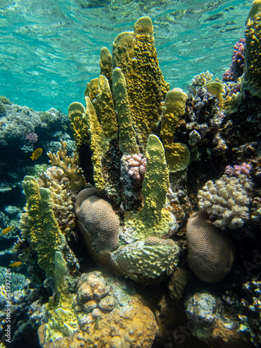 Extraordinarily beautiful corals in the coral reef of the Red Sea
