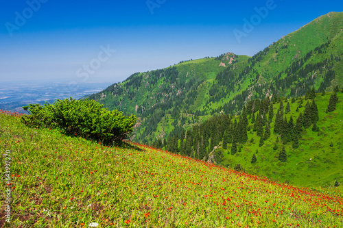 Beautiful mountain landscape with meadows of red flowers
