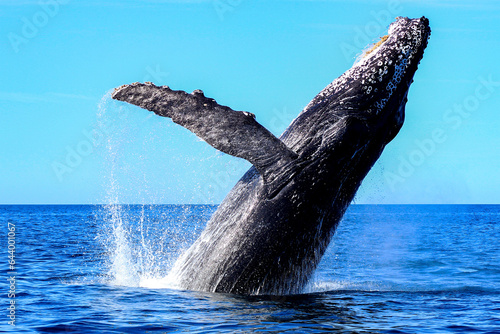 Humpback whale emerging from the deep sea and jumping off the Mexican coast of Cabo San Lucas in the Cut Sea.