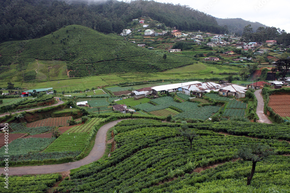 vineyards in the valley