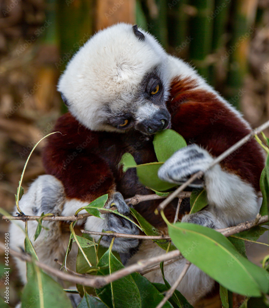 Fototapeta premium Coquerel's sifaka