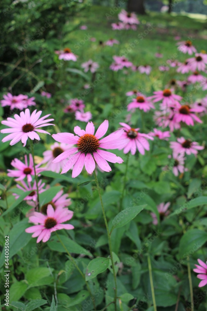 pink flowers pink flowers