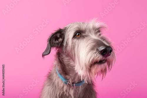 Studio portrait photography of a curious irish wolfhound dog chewing bones wearing a swimming vest against a soft pink background. With generative AI technology